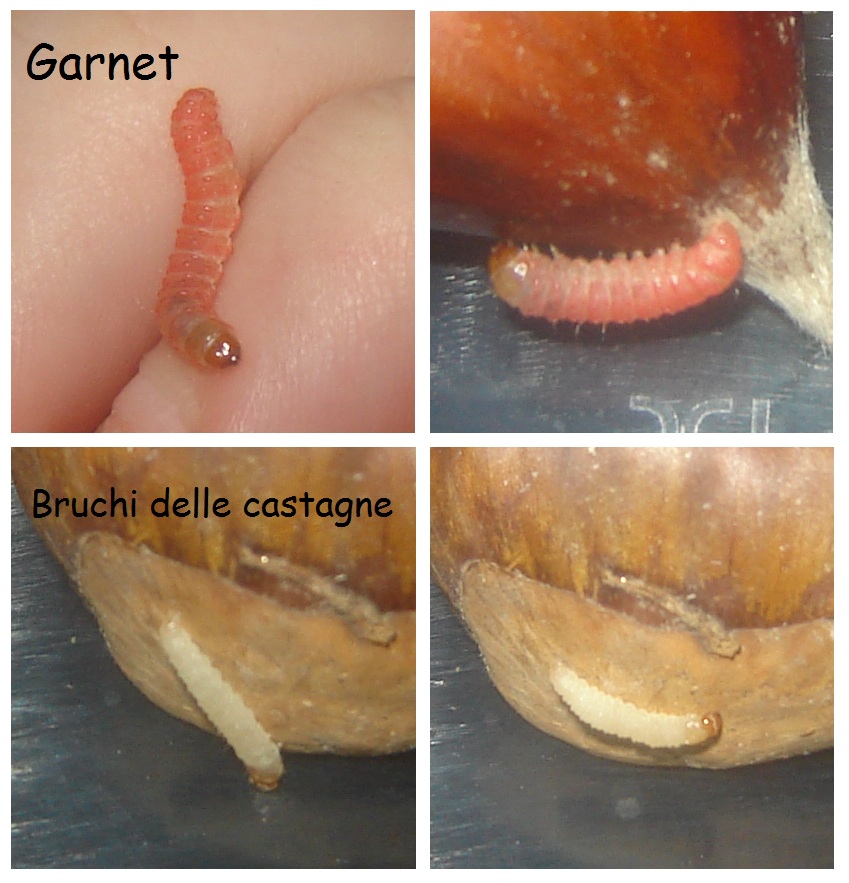 Identificazione bruchino!
